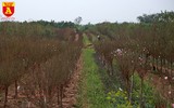 Đào Nhật Tân nở sớm, tràn ngập chợ hoa Quảng Bá